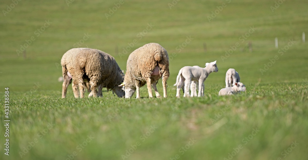 lambs on grass, ile de france sheep lambs on grass, ile de france sheep
