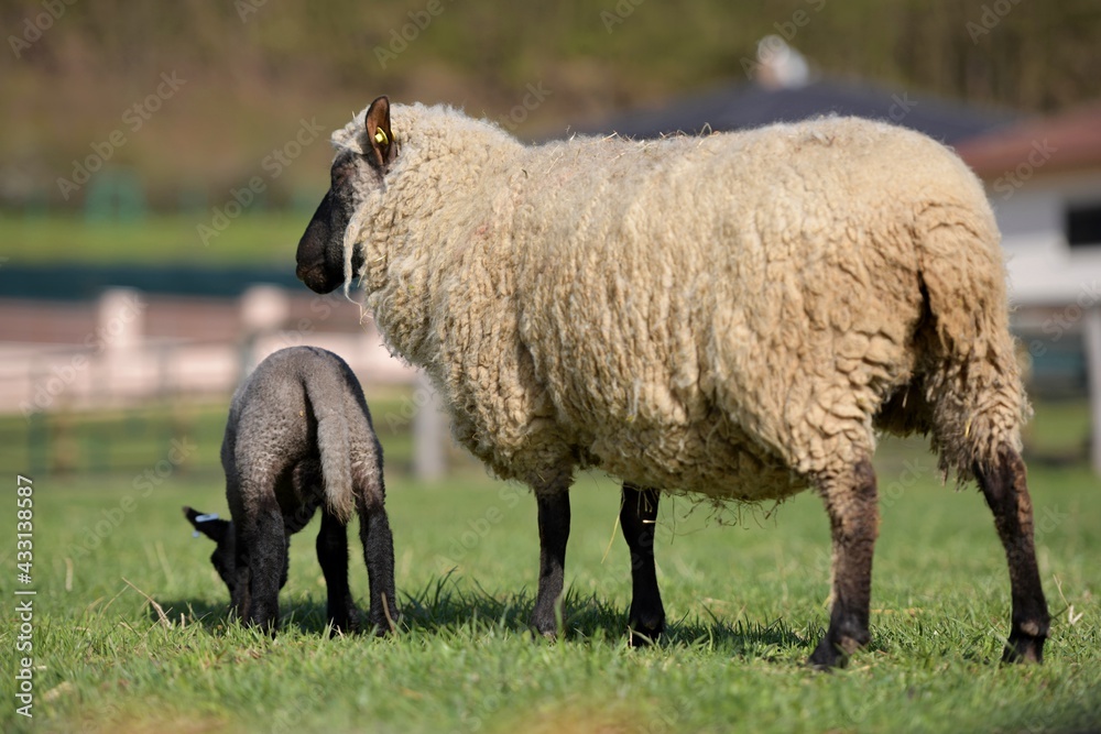 Fototapeta premium Agneau avec mouton