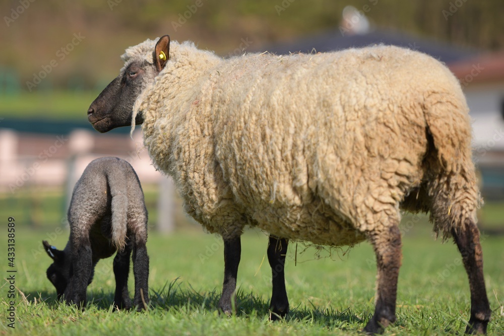 lambs on grass, ile de france sheep lambs on grass, ile de france sheep