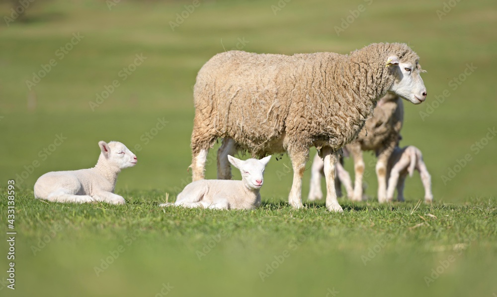 lambs on grass, ile de france sheep lambs on grass, ile de france sheep