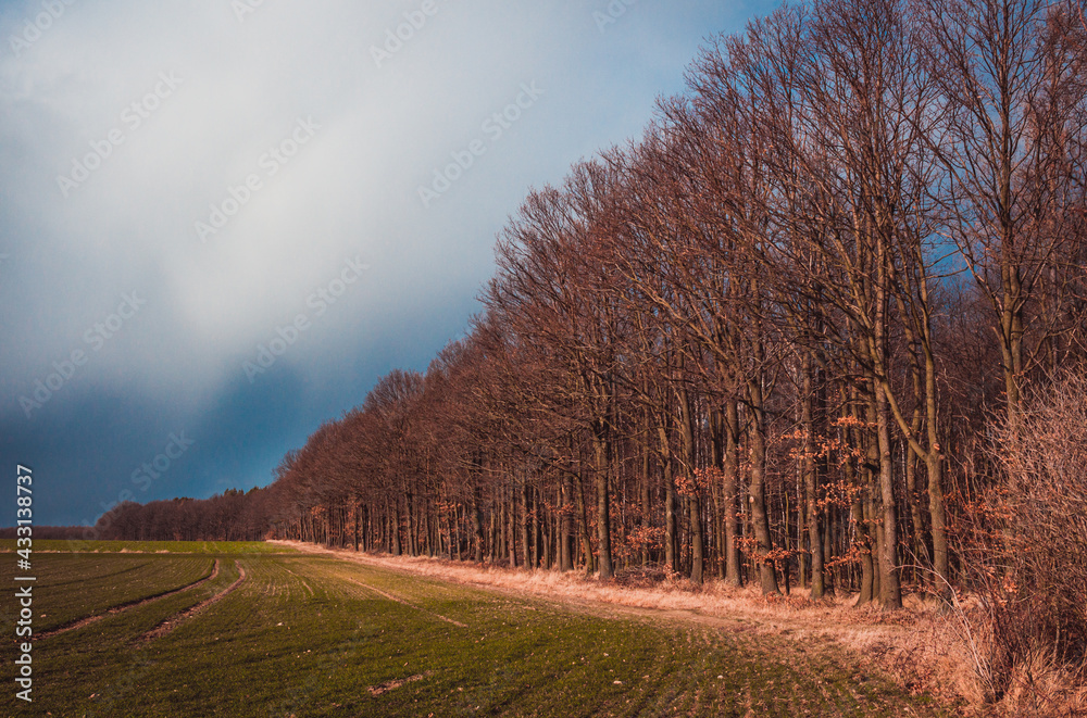 forest by the field at sunset forest by the field at sunset