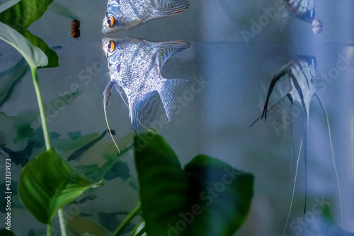 Two Freshwater Aquarium Fish. Blue Zebra Angelfish. Pterophyllum Scalare. Two Fish Swims in the Aquarium Decorated With Anubias Barteri Plant. Blurred and UnFocused BackGround. photo