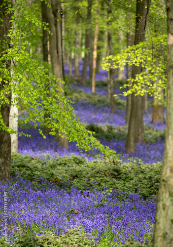 Carpet of bluebells growing in the wild on the forest floor in springtime in Dockey Woods, Buckinghamshire UK.  photo