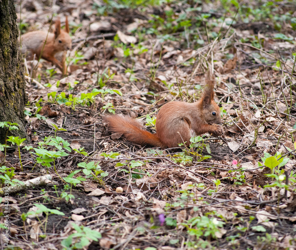 two squirrels in the park picking nuts two squirrels in the park picking nuts