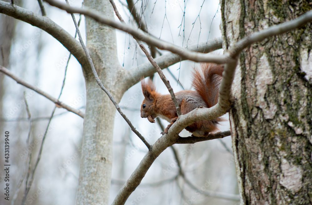 squirrel sitting on tree branches, gnawing a nut in the park
