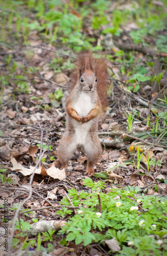 agile squirrel with a fluffy tail in the spring forest