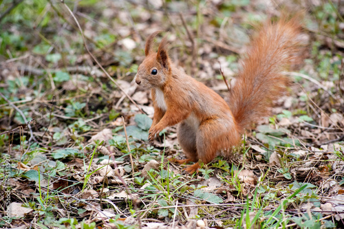 red wary squirrel in the spring park