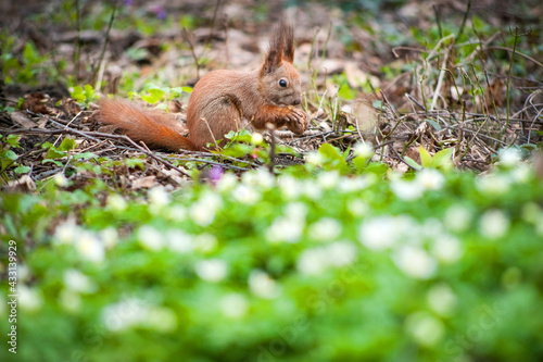 young squirrel with a fluffy tail dreams of nuts in the spring forest © pavlobaliukh