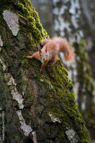 beautiful young squirrel sitting on a tree trunk with moss © pavlobaliukh
