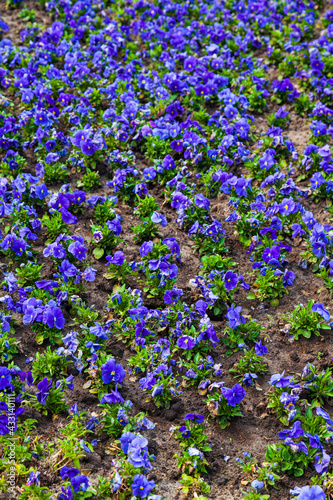 Floral background. Lilac viola.