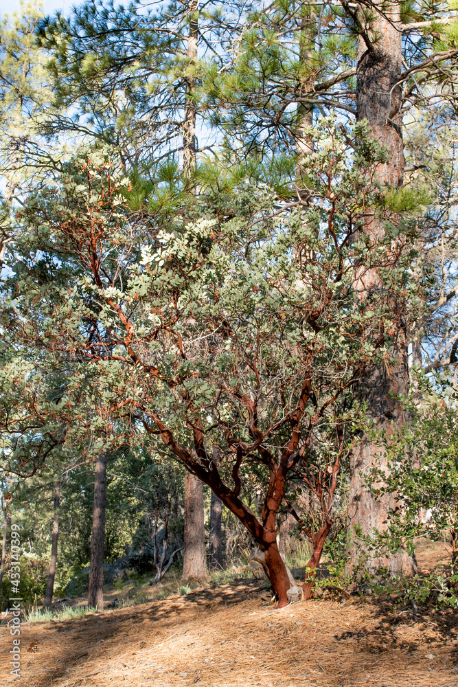 Fototapeta premium Manzanita Under the Pines