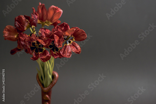 Flabby red tulips on a black background in a vase
