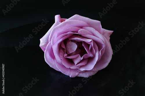 ピンクの薔薇の花首
