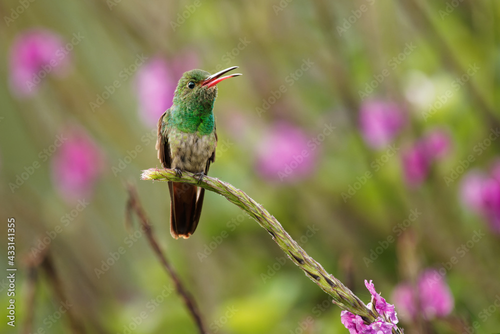 Fototapeta premium Rufous-tailed Hummingbird - Amazilia tzacatl medium-sized hummingbird, from Mexico, Colombia, Venezuela and Ecuador to Peru, sitting in the middle of purple flowers
