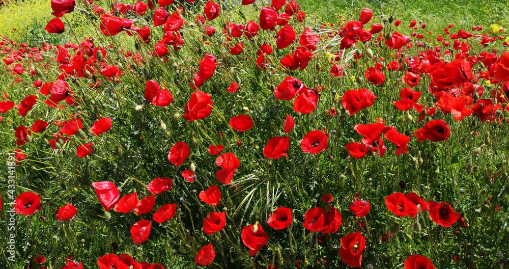 Beautiful red poppies blossom