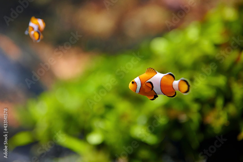 Clownfish or anemonefish  Amphiprioninae  from the Pomacentridae family swimming over a coral reef