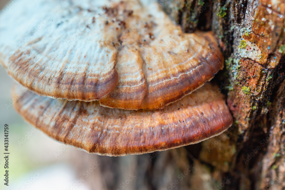 Two mushrooms have grown on a tree. Two mushrooms have grown on a tree.