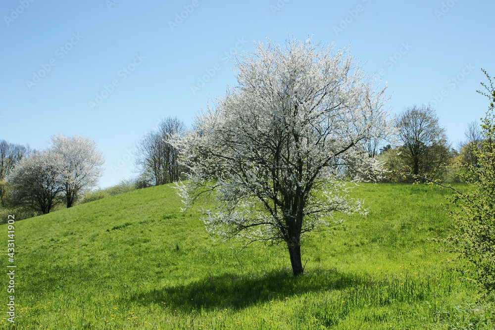 Kwitnące drzewo. Lipowo. Polska - Mazury - Warmia.