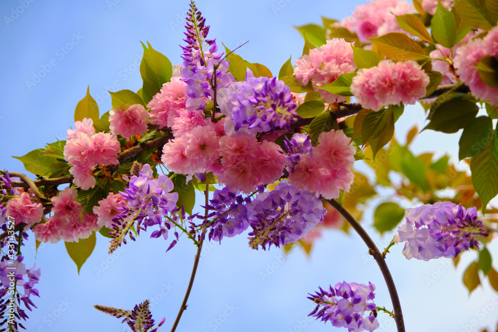 judas tree and blossom of it magnificent pink color flower with sky background. Pink and purple blossom of flowers together in same photo. judas tree and blossom of it magnificent pink color flower with sky background. Pink and purple blossom of flowers together in same photo.