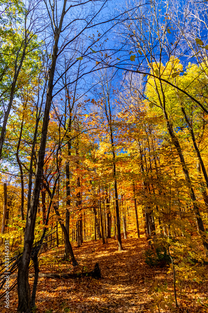 Fototapeta premium Fall filled with Orange and gold with blue skies, Central Canada, ON, Canada