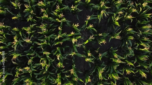 Planta de maíz desde el aire