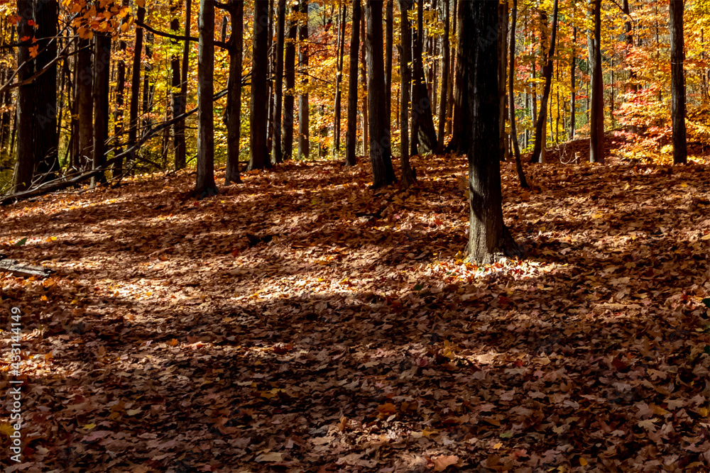 Looking close to the ground decorated by golden bed of Fall leaves, Central Canada, ON, Canada Looking close to the ground decorated by golden bed of Fall leaves, Central Canada, ON, Canada