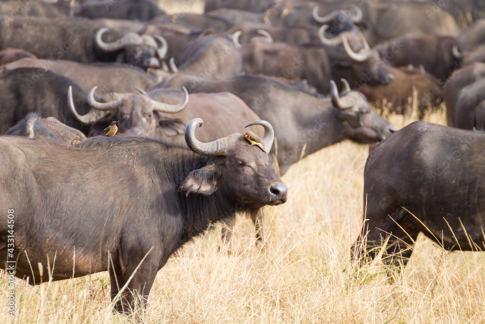 Cape buffalo from Serengeti National Park, Tanzania, Africa Cape buffalo from Serengeti National Park, Tanzania, Africa