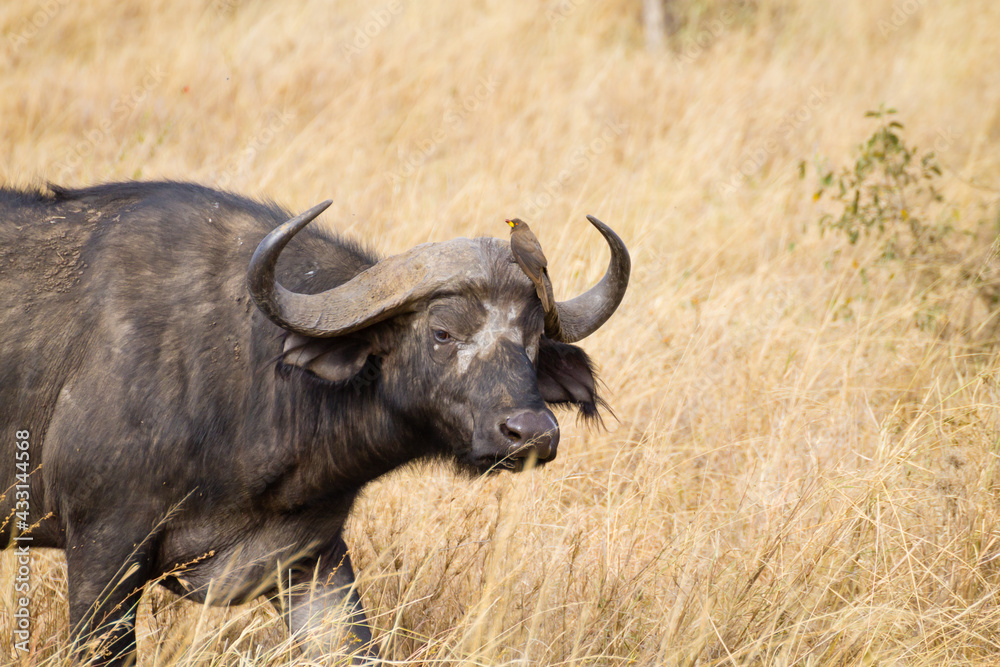 Cape buffalo from Serengeti National Park, Tanzania, Africa Cape buffalo from Serengeti National Park, Tanzania, Africa