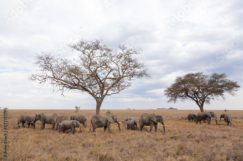 Herd of elephants from Serengeti National Park, Tanzania, Africa