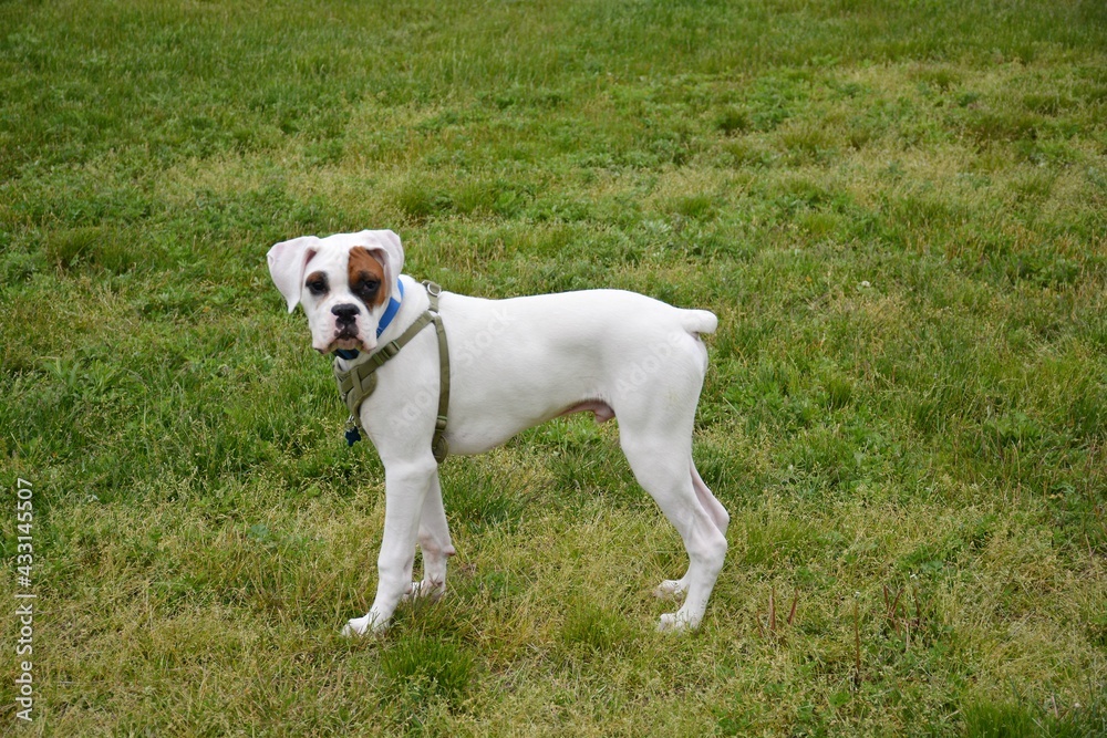 A 4four month old boxer puppy