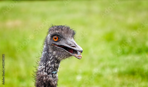 Ostrich head frontal