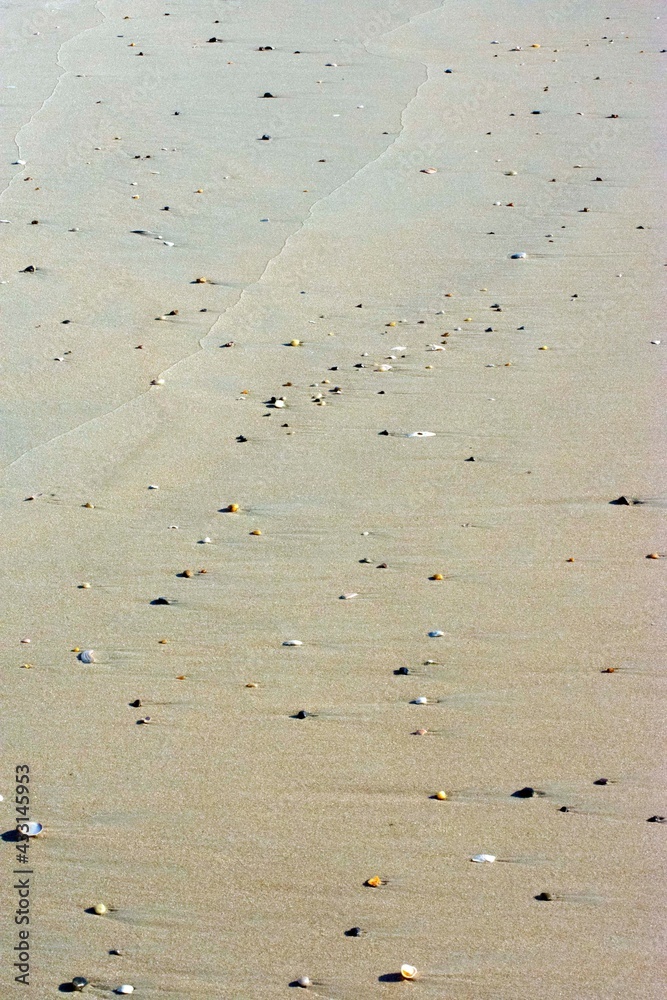 Sea Shells in the sand Sea Shells in the sand