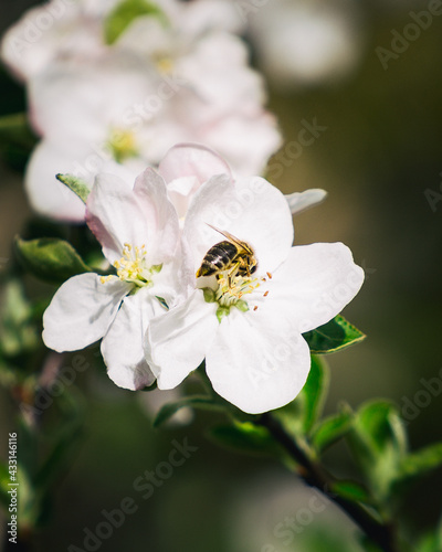 Apfelblüte mit Biene © Marco