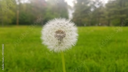 dandelion on the meadow © Nick