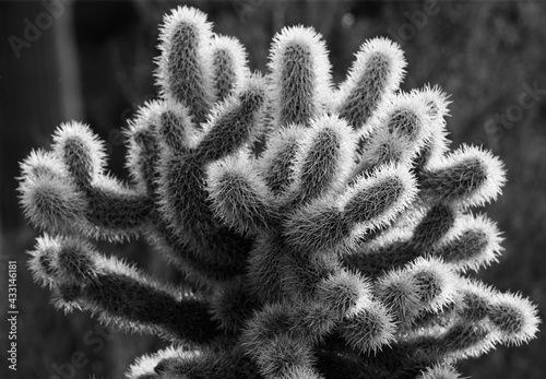close up of fern © Nick