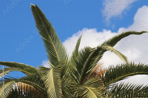 palm trees against sky © Nick