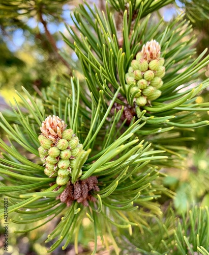 Clusters of young tiny pine cones and green needle leaves.
