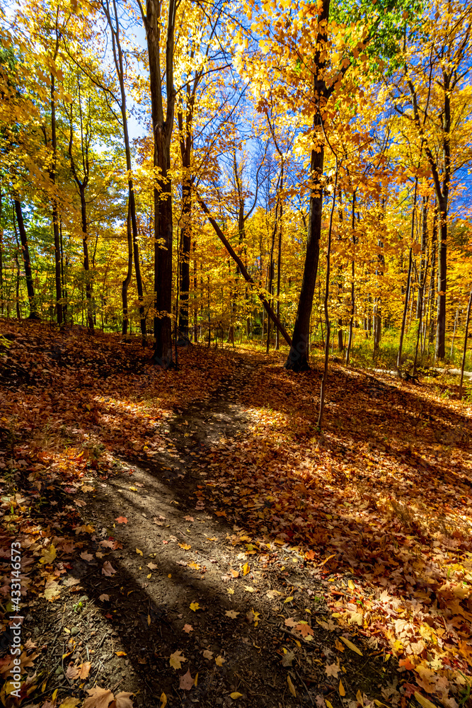 Obraz premium Path leading to the creek filled with golden leaves of Fall, Central Canada, ON, Canada