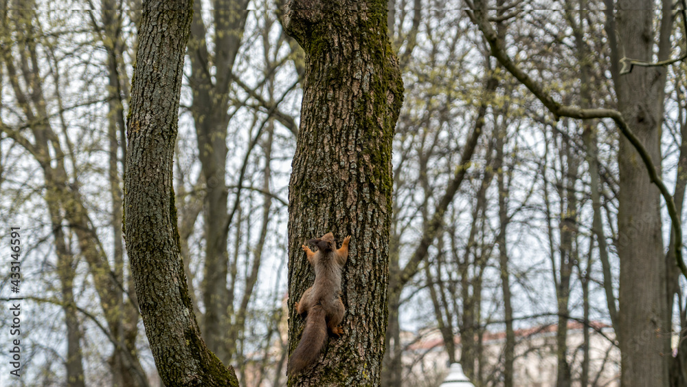 Fototapeta premium Red squirrel looking down from a tree in spring with copy space. Wild animal concept.