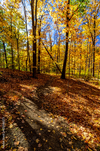 Path leading to the creek filled with golden leaves of Fall, Central Canada, ON, Canada