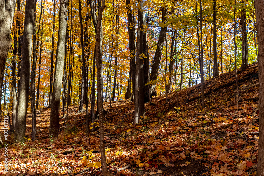 Standing tall on the slopes filled with Fall golden leaves, Central Canada, ON, Canada