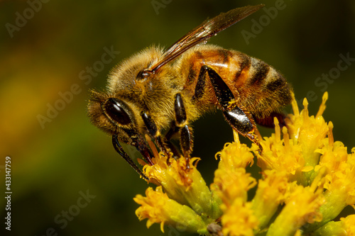 Close up isolated image of a honey bee walking over a yellow late goldenrod flower sucking nectar from each flower while pollinating it. The animal is drenched in pollens. © Grandbrothers