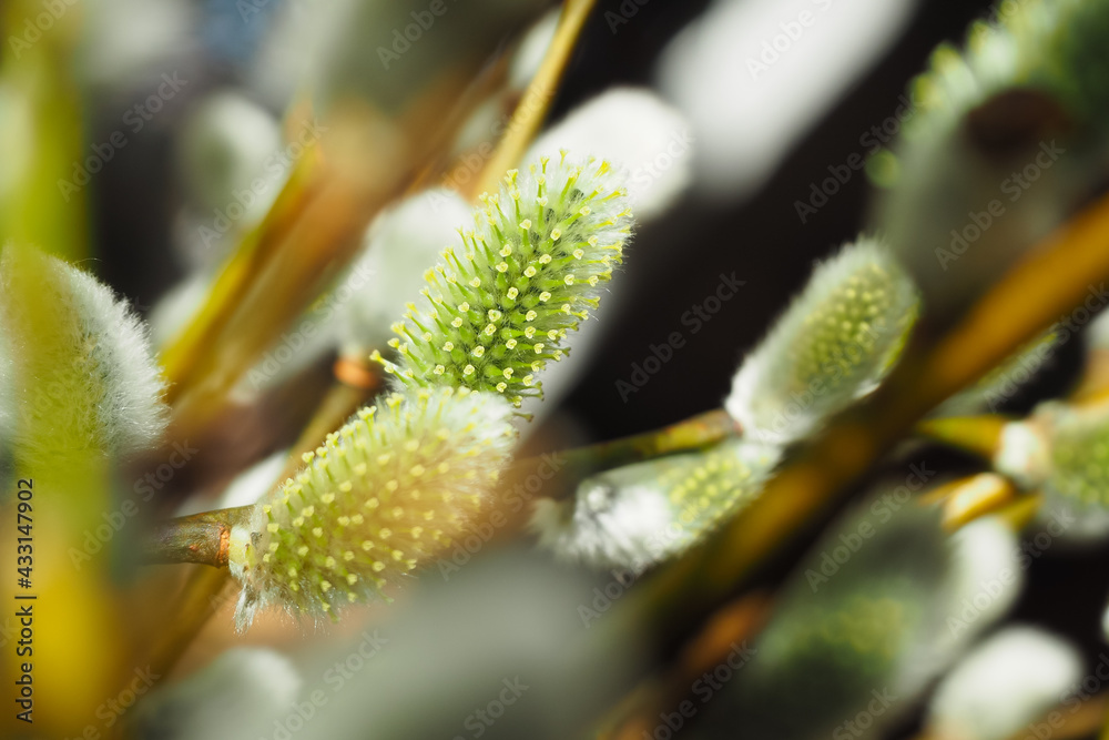 Willow branches, fluffy allergen buds with yellow stamens, spring background Willow branches, fluffy allergen buds with yellow stamens, spring background