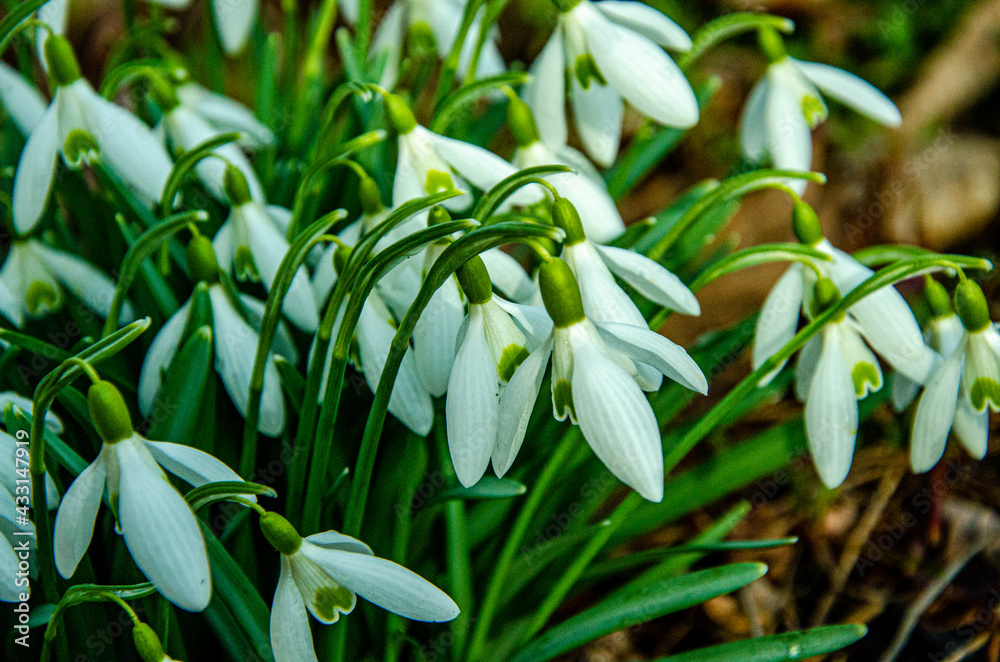 Obraz premium Signs of Spring
