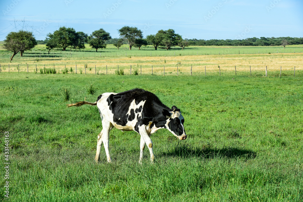 Cattle in Argentine countryside,La Pampa Province, Argentina.