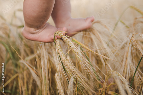 Baby's feet touching wheat, feeling nature. Cute baby feet in wheat field. legs of a young child and wheat