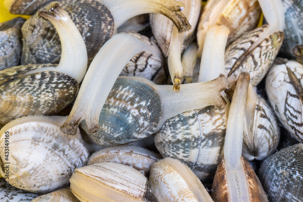 short necked clam closeup