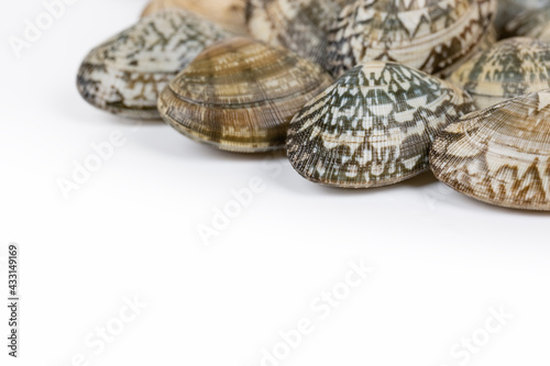 short necked clam on white background
