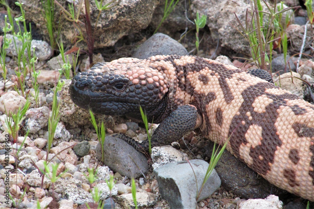 Closeup of a Gila Monster (Heloderma suspectum) at Bartlett Lake, Arizona Closeup of a Gila Monster (Heloderma suspectum) at Bartlett Lake, Arizona