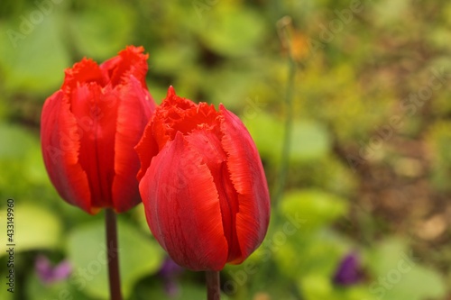 Red tulips in the garden 
